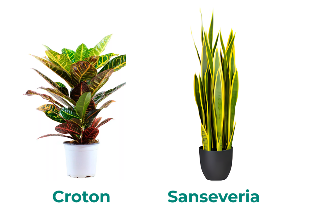 Come creare un angolo verde in casa Come creare un angolo verde in casa