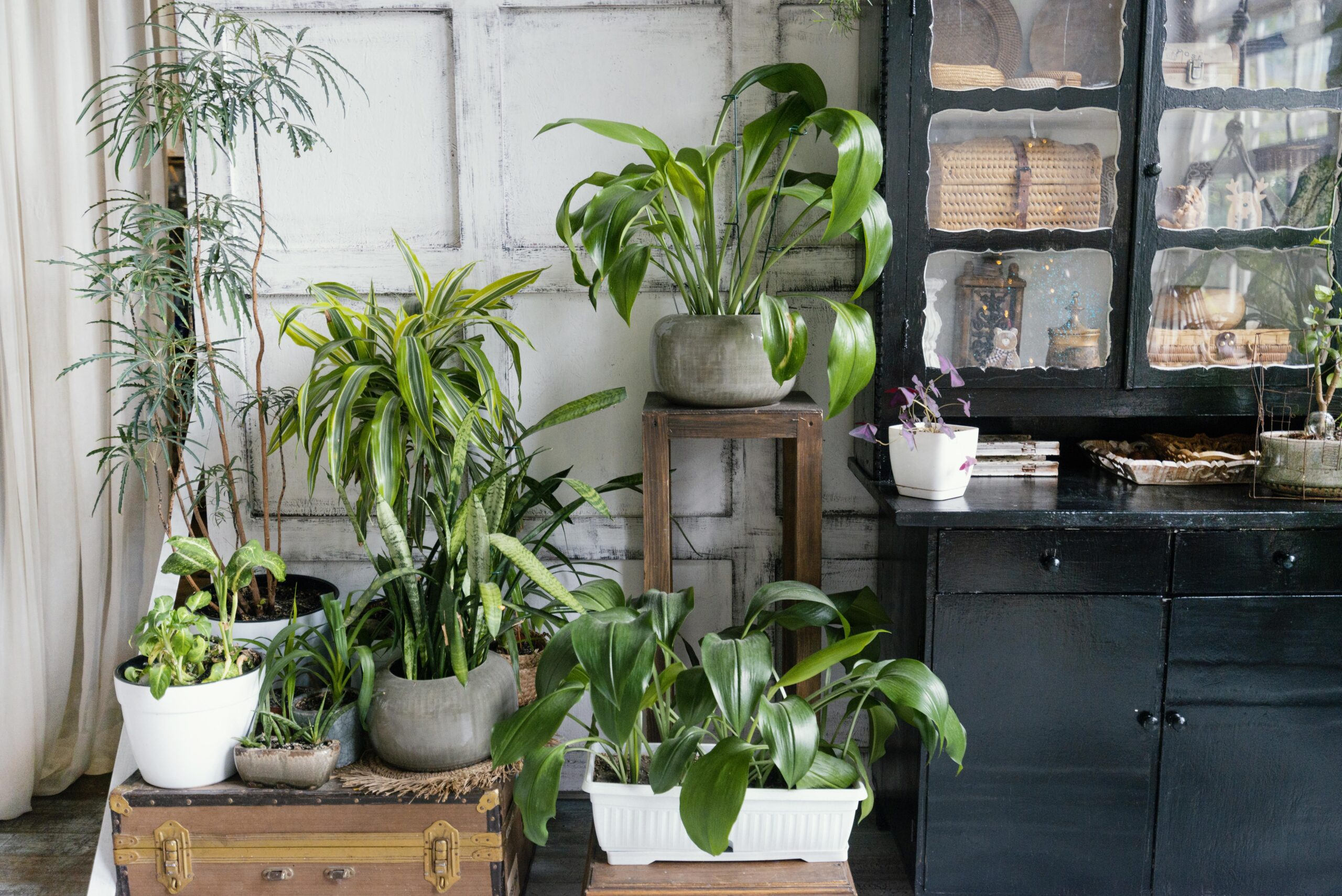 Come creare un angolo verde in casa Come creare un angolo verde in casa