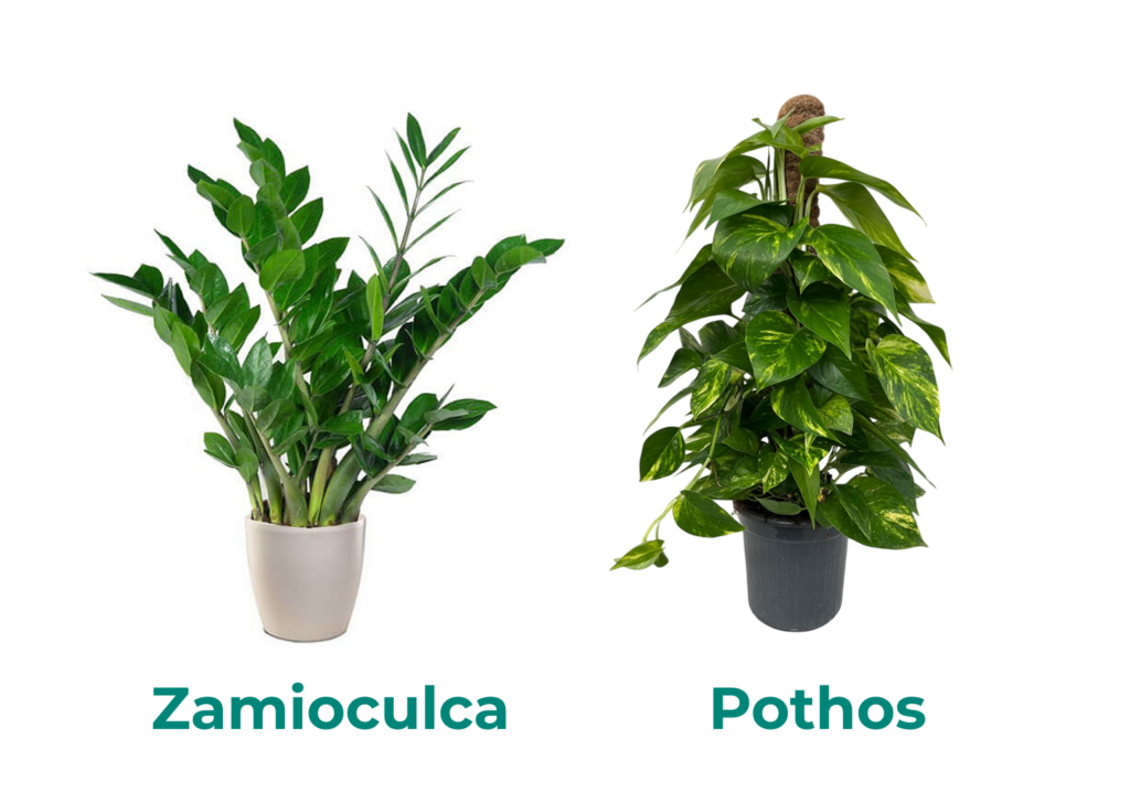 Come creare un angolo verde in casa Come creare un angolo verde in casa