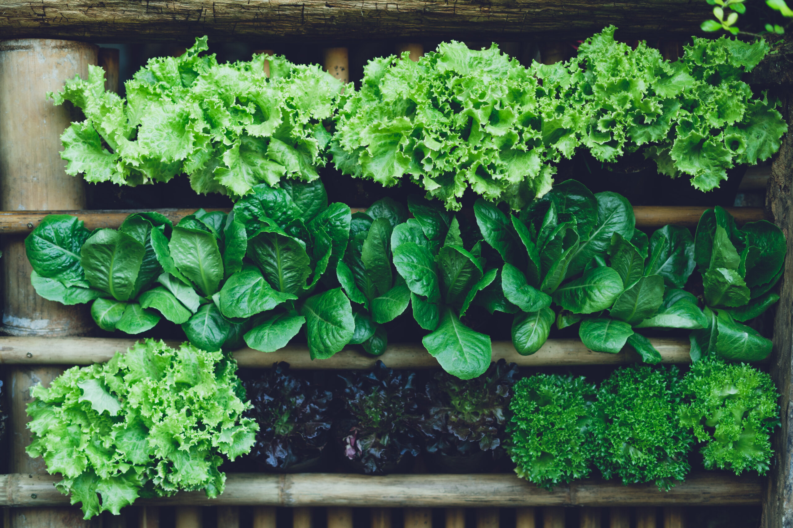 Come creare un giardino verticale in casa Come creare un giardino verticale in casa