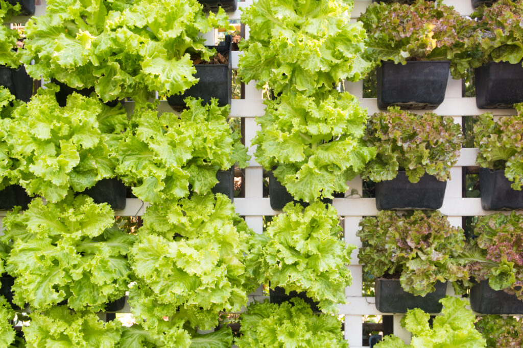 Come creare un giardino verticale in casa Come creare un giardino verticale in casa